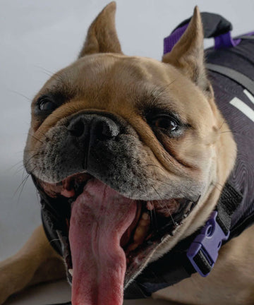 Follow Dog Floating Aid - Black